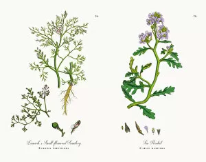 Images Dated 15th November 2017: Lamarkas Fumitory, Fumaria parviflora, Victorian Botanical Illustration, 1863