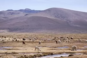Areas Collection: Lamas in the mountains near Arequipa, Peru, South America