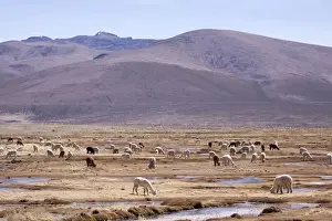 Backdrop Prints: Lamas in the mountains near Arequipa, Peru, South America