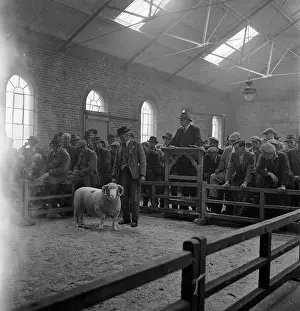 Farm Animal Prints: Lamb Auction