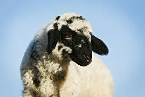 Images Dated 10th August 2012: Lamb in front of a blue sky