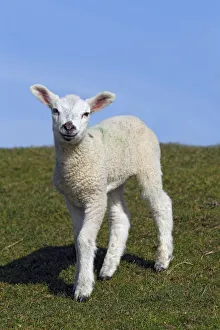Images Dated 23rd March 2011: Lamb, domestic sheep, ewe lamb -Ovis ammon f. aries- standing on a dyke, Schleswig-Holstein