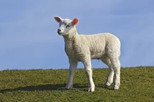 Images Dated 23rd March 2011: Lamb, domestic sheep, ewe lamb -Ovis ammon f. aries- standing on a dyke, Schleswig-Holstein