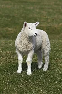 Lamb, Domestic Sheep -Ovis ammon f. Aries-, Schleswig-Holstein, Germany, Europe