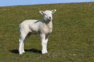 Images Dated 23rd March 2011: Lamb, Domestic Sheep -Ovis ammon f. Aries- on a dyke, Schleswig-Holstein, Germany, Europe