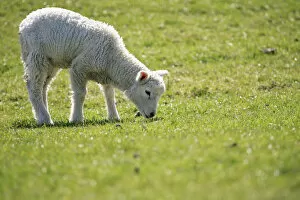 Images Dated 3rd April 2009: Lamb, domestic sheep -Ovis orientalis aries- grazing on an embankment on the Elbe River