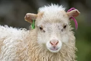 Images Dated 2nd June 2013: Lamb with ear marks, Mykines, Faroe Islands, Denmark