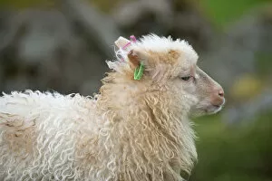 Lamb with and ear tag, Faroe Islands, Denmark