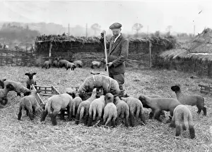 Lac0078 Prints: LAMB FARMING