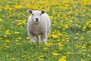 Images Dated 9th May 2012: Lamb -Ovis orientalis aries- standing in dandelion meadow, Texel, The Netherlands