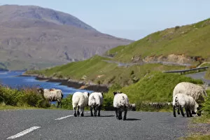 Bovid Gallery: Lambs on a country road, Killary Harbour, County Mayo, Connacht province, Republic of Ireland