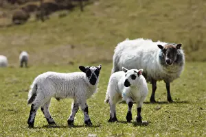 County Cork Prints: Lambs, County Cork, Ireland, British Isles, Europe