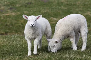 Twin Gallery: Two lambs, Easter lambs, Domestic Sheep -Ovis ammon f. Aries-, twins, Schleswig-Holstein, Germany