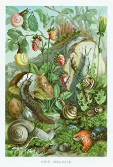 Images Dated 29th October 2018: Lamd mollusc chromolithograph 1896