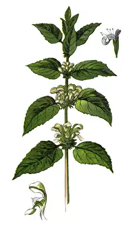 Lamium album, commonly called white nettle or white dead-nettle