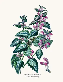 lamium maculatum