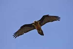 Images Dated 25th April 2014: Lammergeier or Bearded Vulture -Gypaetus barbatus-, Swiss National Park, Lower Engadin