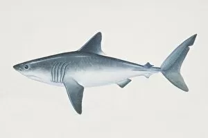Images Dated 15th June 2006: Lamna nasus, Porbeagle, side view