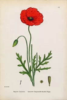 Images Dated 13th January 2017: Lamotteas Poppy, Papaver Lamottei, Victorian Botanical Illustration, 1863