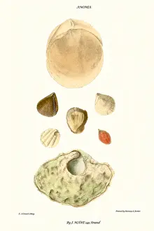 Mollusc Prints: lamp shells