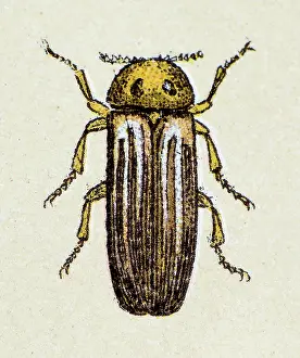 Common Prints: Lampyris noctiluca or common glow-worm, insect animals antique illustration