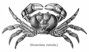 Images Dated 31st July 2016: Land crab engraving 1888