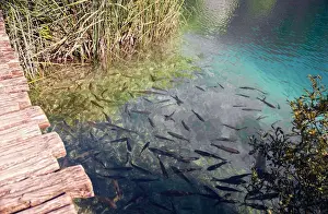 Land of Falling Lake