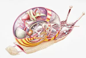 Mollusk Collection: Land Snail (Gastropoda), internal anatomy, cross-section