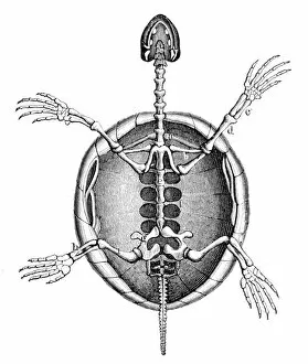 Images Dated 31st July 2016: Land turtle skeleton engraving 1888