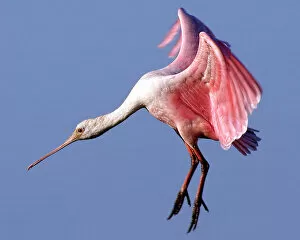 Images Dated 24th March 2013: Landing Spoonbill
