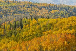 Landscape with autumn forest in Manti-La Sal National Forest, Utah, USA