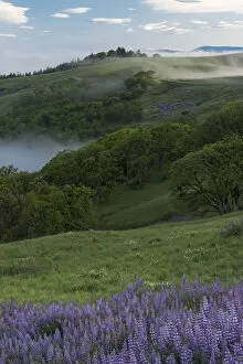 Images Dated 6th May 2016: Landscape from Bald Hills Road with oak trees, lupine, green hills and fog