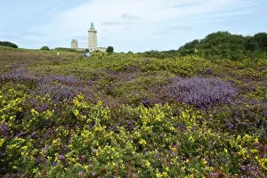 Landscape with Bell Heather -Erica cinerea- and Common Gorse -Ulex europaeus- at Cap Frehel, Department Cotes-dArmor, Brittany, France