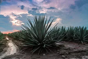 Planet Earth Gallery: Landscape Blue Agave
