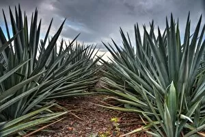 Images Dated 23rd May 2015: Landscape Blue Agave