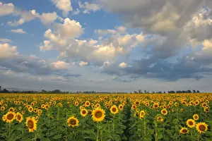 Landscape of Bright Yellow Sunflowers in a field in the Early Morning, Magaliesburg, Gauteng Province, South Africa