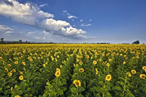Sunflower Prints: Landscape of field of sunflowers in an agricultural field in the early morning