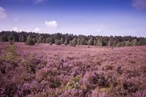 Heath Prints: Landscape with flowering Heather -Calluna vulgaris
