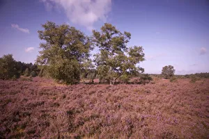 Landscape with flowering Heather -Calluna vulgaris-, heath blooming season Landscape with flowering Heather -Calluna vulgaris-, heath blooming season