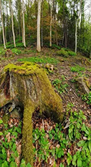 Moss Gallery: Landscape forest scene in Scotland with young Birch trees in background