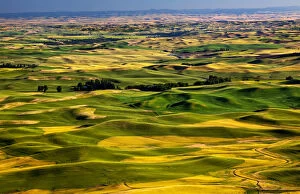 Images Dated 23rd July 2011: Landscape with green fields, Palouse, Washington State, USA