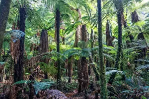 Thick Gallery: Landscape: green rainforest with ferns, New Zealand