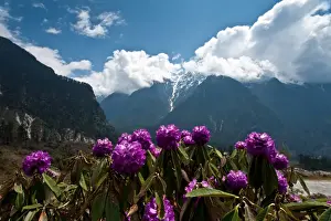 Sikkim Prints: Landscape of Lachung area, North Sikkim, India