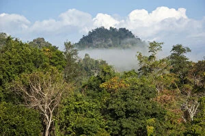 Images Dated 18th November 2011: Landscape with mist, forest, jungle, northern Thailand, Thailand, Asia
