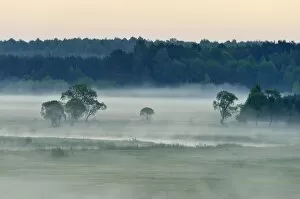 Images Dated 11th May 2014: Landscape in morning mist, Biebrza National Park, Podlaskie Voivodeship, Poland