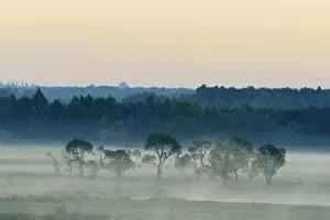 Images Dated 11th May 2014: Landscape in morning mist, Biebrza National Park, Podlaskie Voivodeship, Poland