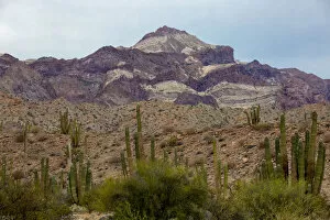 Images Dated 29th March 2016: Landscape with mountain and cactus, Angel de la Guarda Island, Baja California, Sea of Cortez