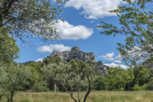 Landscape with mountain and olive trees (Olea europaea), St. Remy, Provence, France