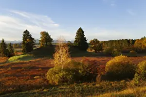 Landscape near the Osterseen lakes near Iffeldorf in the early morning, in autumn, Alpine foreland, Fuenfseenland region, Upper Bavaria, Bavaria, Germany, Europe