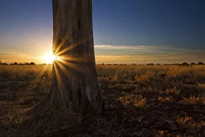 Images Dated 28th June 2013: Landscape photo of a colourful sunset over a dead tree in the Kalahari